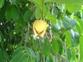 Annona scleroderma